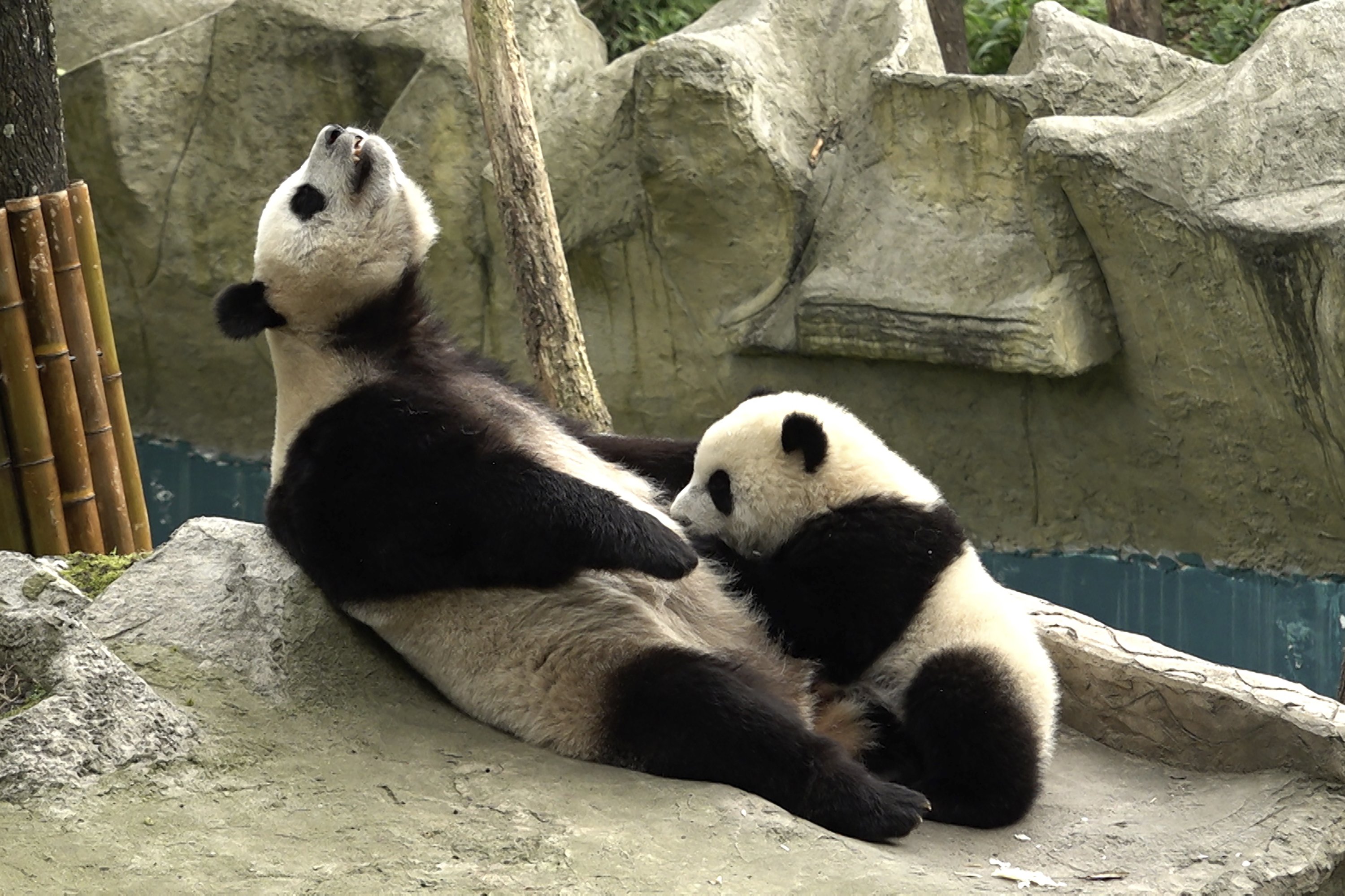 Female Giant Panda Ran Ran positions herself to nurse her cub at the Bifengxia Panda Base of the China Conservation and Research Center for the Giant Panda in Ya'an, southwest Sichuan Province, China, June 12, 2024. (AP Photo)