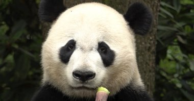 Bei Bei, a male giant panda, born in Smithsonian&#039;s National Zoo in the U.S. in 2015 and returned to China in 2019, eats bamboo in Ya&#039;an, southwest China&#039;s Sichuan Province, June 12, 2024. (AP Photo)