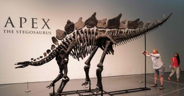 A 150-million-year-old fossil of a Stegosaurus specimen is on display at Sotheby’s, New York, U.S., July 10, 2024. (AFP Photo)
