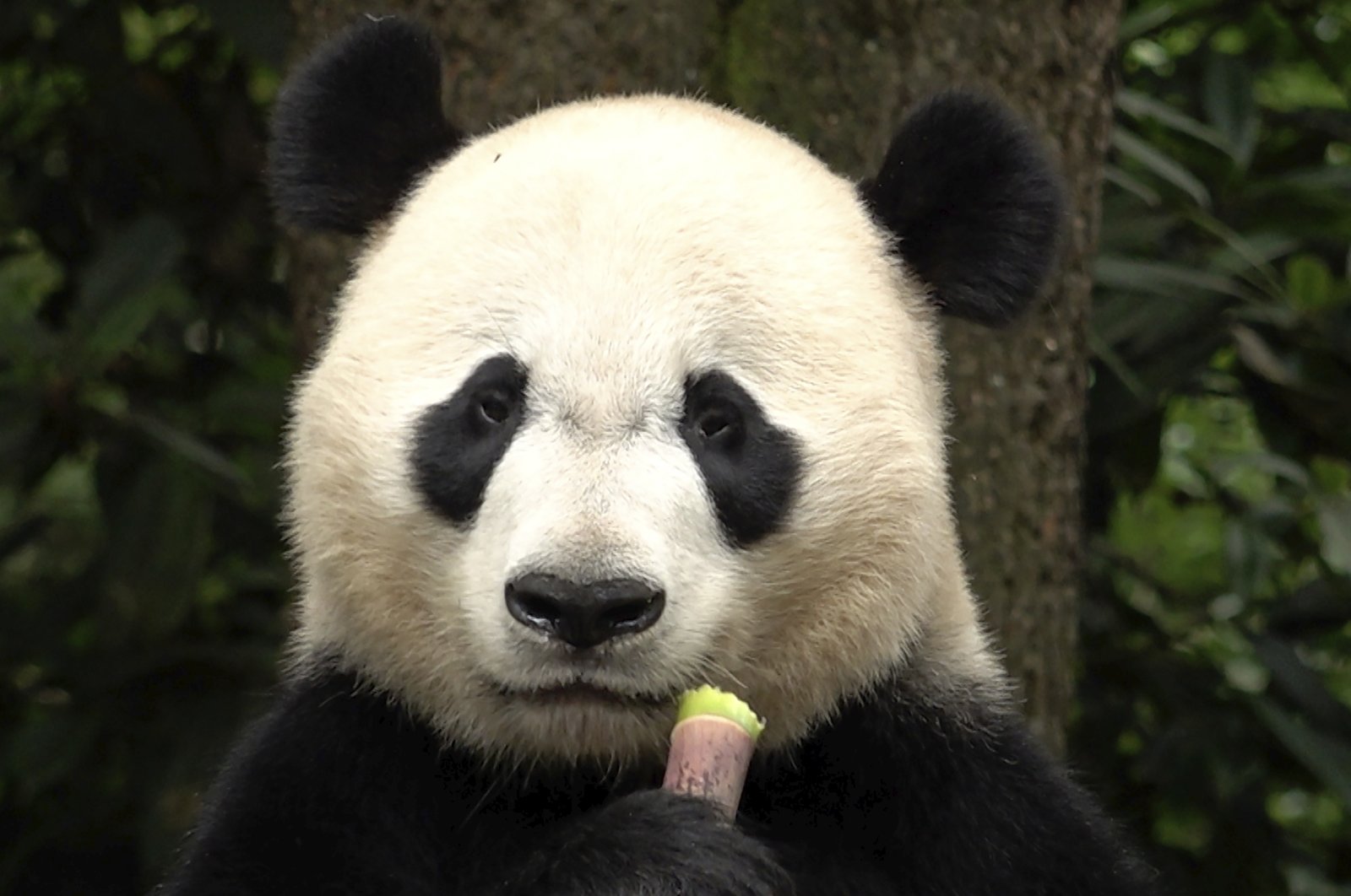 Bei Bei, a male giant panda, born in Smithsonian&#039;s National Zoo in the U.S. in 2015 and returned to China in 2019, eats bamboo in Ya&#039;an, southwest China&#039;s Sichuan Province, June 12, 2024. (AP Photo)