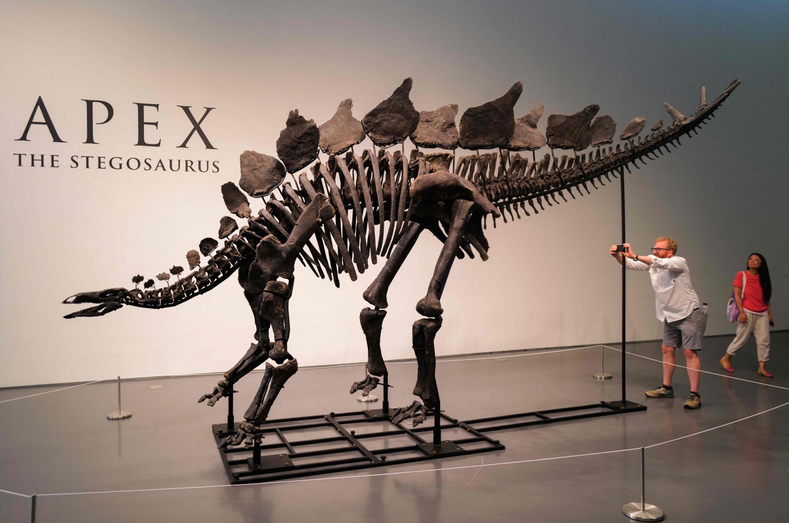 A 150-million-year-old fossil of a Stegosaurus specimen is on display at Sotheby’s, New York, U.S., July 10, 2024. (AFP Photo)