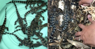Siamese crocodile hatchlings. (dpa Photo)