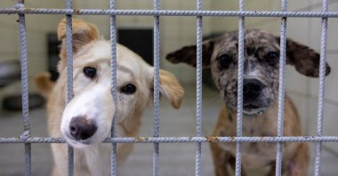 Stray dogs look out from their kennel while receiving medical care at the city's animal rehabilitation center, Istanbul, Türkiye, May 27, 2024. (Reuters Photo)