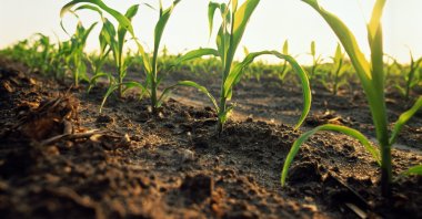 The green initiative aims to tackle climate change in Ethiopia and the Horn by greening the country&#039;s mountains, gorges, hills and cities through government and citizen efforts. (Getty Images Photo)