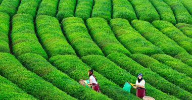 Women harvest tea leaves, Rize, northern Türkiye, July 21, 2016. (Getty Images Photo)