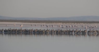 Flamingo chicks in Lake Tuz, central Türkiye, July 21, 2024. (AA Photo)