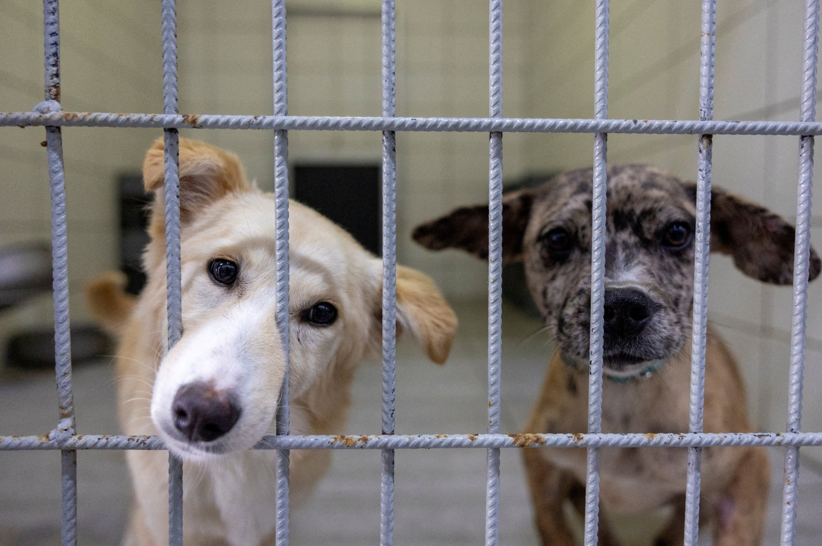 Stray dogs look out from their kennel while receiving medical care at the city&#039;s animal rehabilitation center, Istanbul, Türkiye, May 27, 2024. (Reuters Photo)