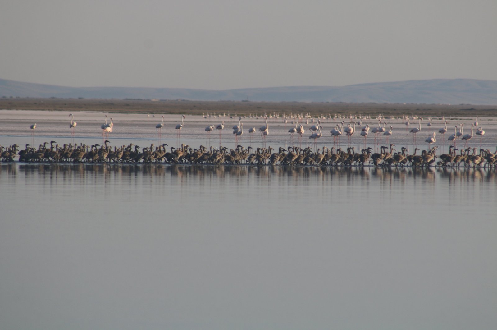 Flamingo chicks in Lake Tuz, central Türkiye, July 21, 2024. (AA Photo)