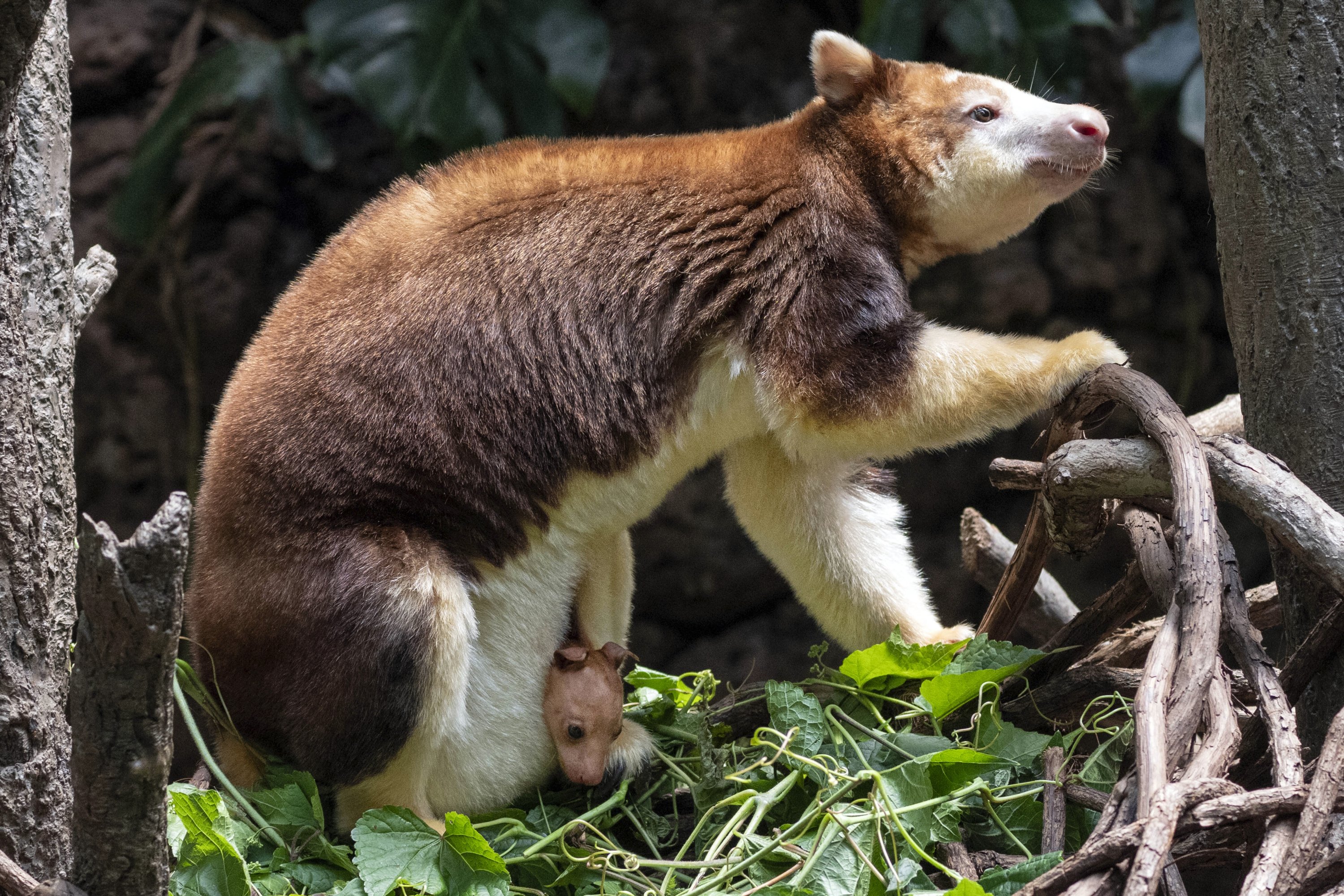 This photo, provided by the Wildlife Conservation Society, shows a Matschie's tree kangaroo joey that made its first appearance from its mother's pouch at New York's Bronx Zoo, U.S., July 18, 2024. (AP Photo)