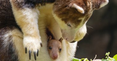 This photo, provided by the Wildlife Conservation Society, shows a Matschie&#039;s tree kangaroo joey that made its first appearance from its mother&#039;s pouch at New York&#039;s Bronx Zoo, U.S., July 18, 2024. (AP Photo)