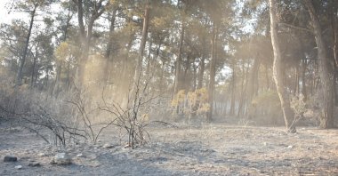 An area damaged after a severe wildfire in Buca, Izmir, western Türkiye, July 19, 2024. (DHA Photo)