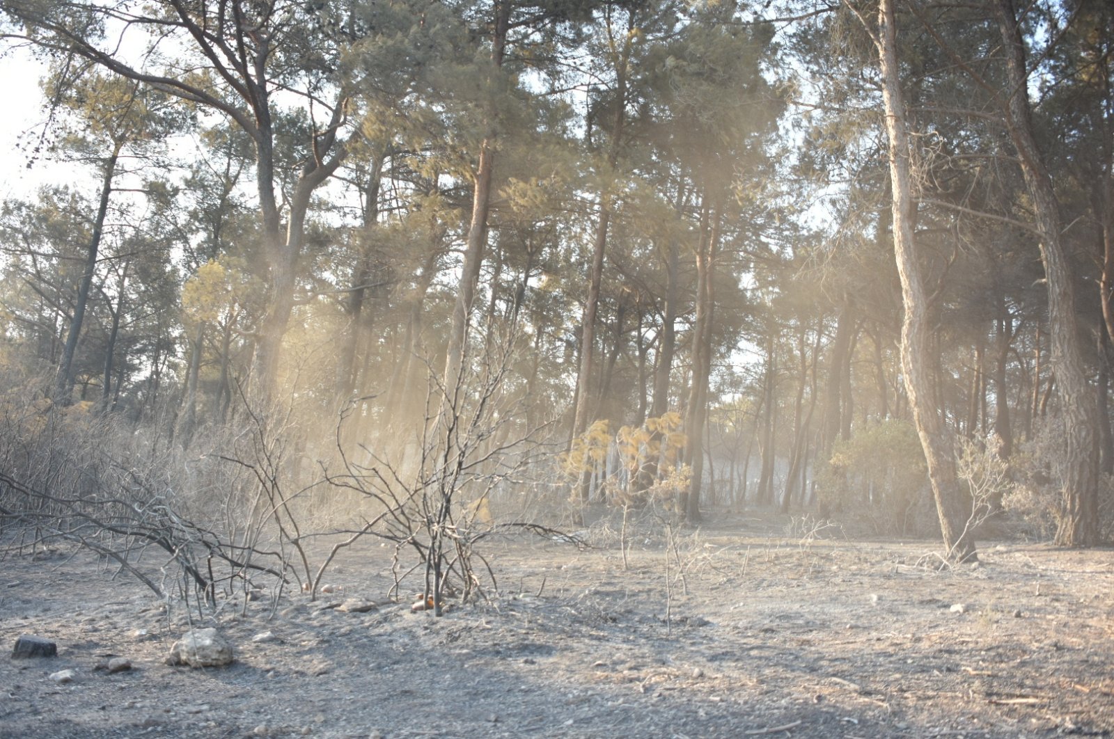 An area damaged after a severe wildfire in Buca, Izmir, western Türkiye, July 19, 2024. (DHA Photo)