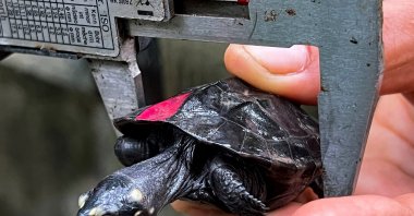 A researcher measures a baby black marsh turtle, successfully hatched for the first time in Cambodia from turtles rescued from the black market, Siem Reap province, Cambodia, July 16, 2024. (Reuters Photo)