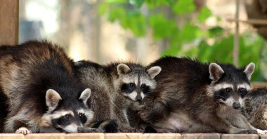 The baby raccoons explore their enclosure at Antalya's Natural Life Park, Antalya, Türkiye, July 23, 2024. (DHA Photo)
