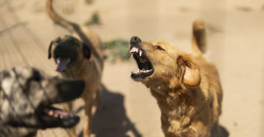Rescued stray dogs bark at an animal shelter, Tekirdağ, northwestern Türkiye, June 25, 2024. (AP Photo)