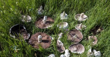 Giant mushrooms discovered in Kars, Türkiye, July 22, 2024. (AA Photo)