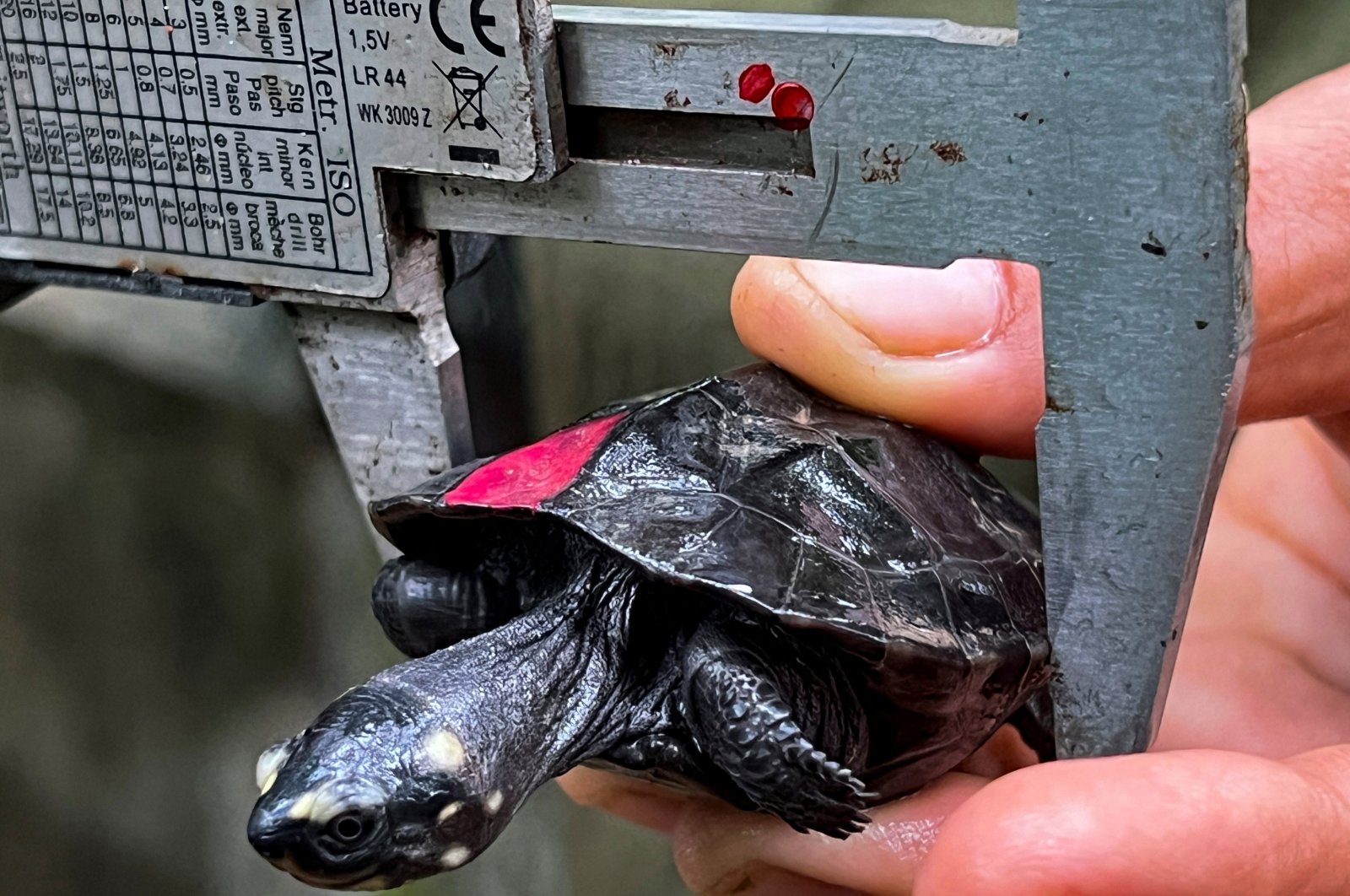 A researcher measures a baby black marsh turtle, successfully hatched for the first time in Cambodia from turtles rescued from the black market, Siem Reap province, Cambodia, July 16, 2024. (Reuters Photo)