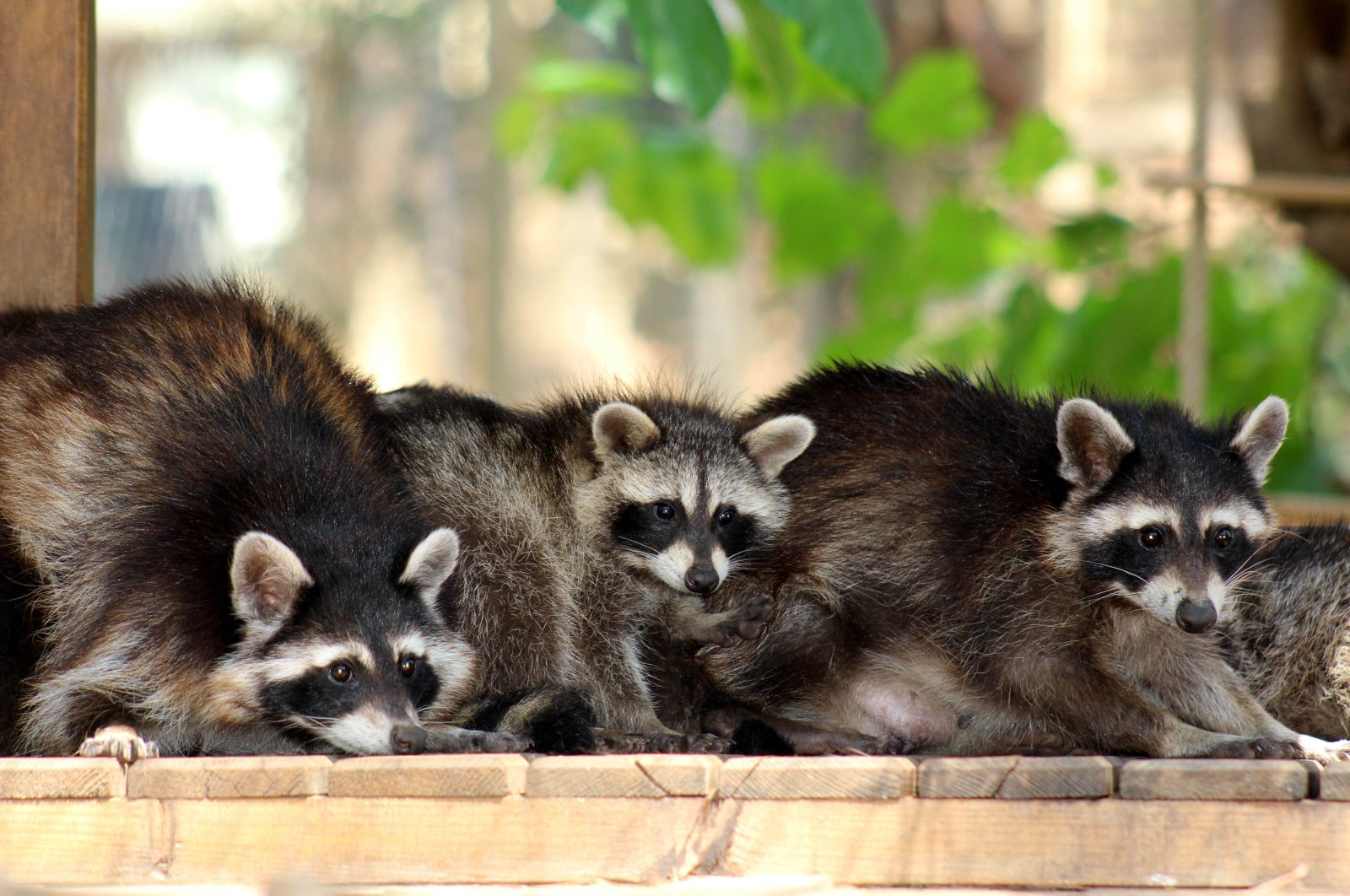 The baby raccoons explore their enclosure at Antalya&#039;s Natural Life Park, Antalya, Türkiye, July 23, 2024. (DHA Photo)