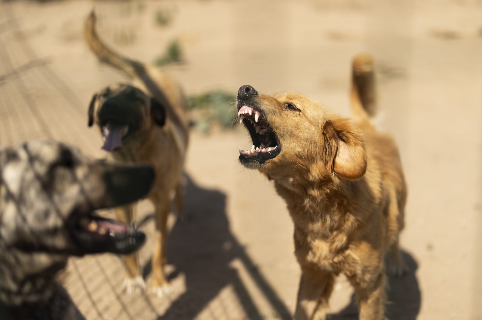 Rescued stray dogs bark at an animal shelter, Tekirdağ, northwestern Türkiye, June 25, 2024. (AP Photo)