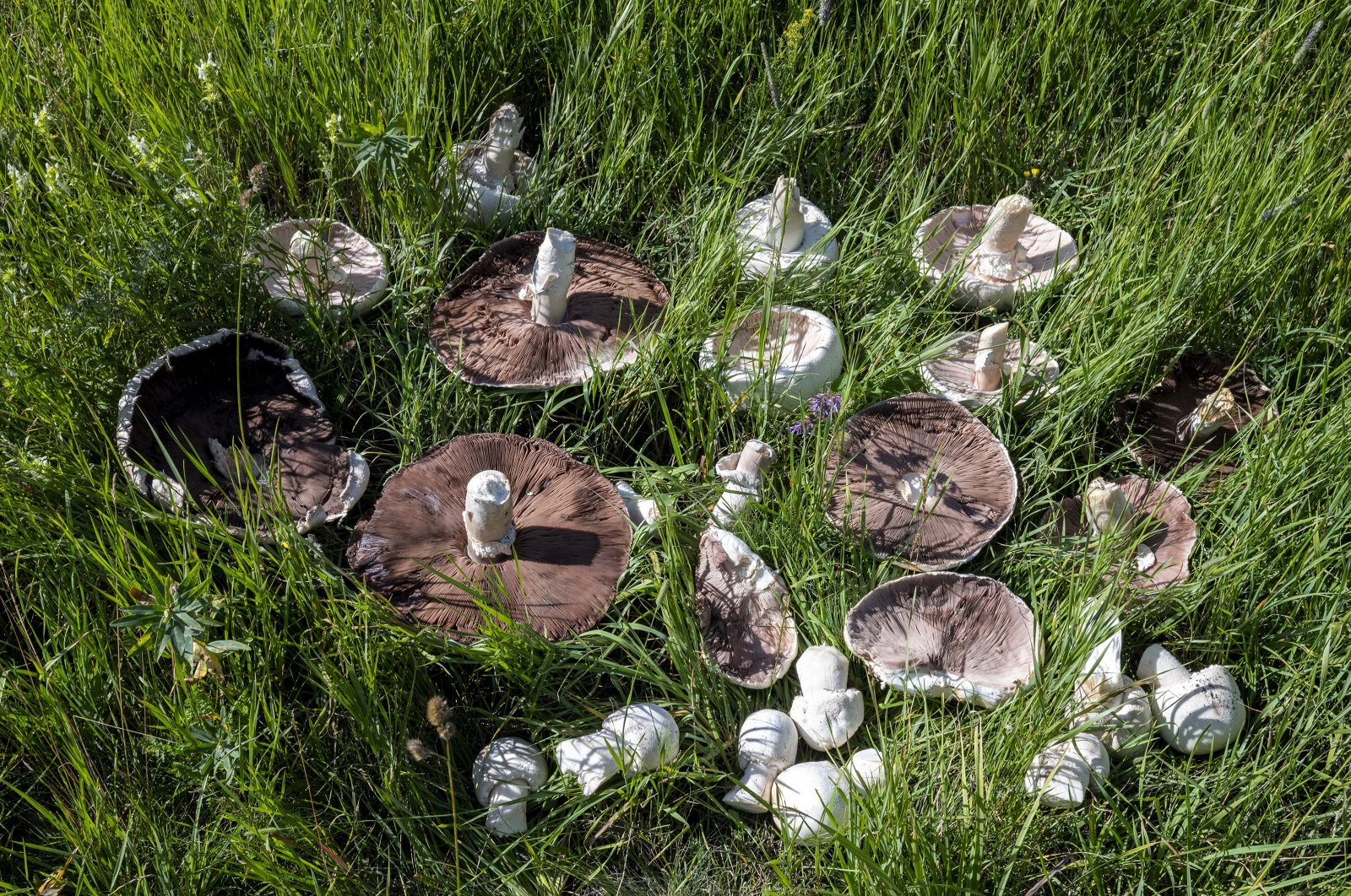 Giant mushrooms discovered in Kars, Türkiye, July 22, 2024. (AA Photo)