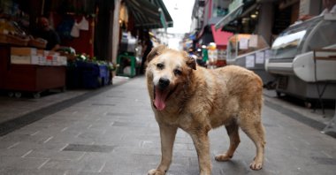 Garip, a stray dog who has been taken care of by the shopkeepers at a local market, is pictured in Istanbul, Türkiye, July 23, 2024. (Reuters Photo)