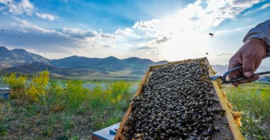 A beekeeper holds a honeycomb full of bees on Faraşin Plateau, Şırnak, Türkiye, July 9, 2024. (AA Photo)
