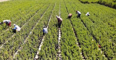 Nurseries work on growing seedlings for farms, Kahramanmaraş, Türkiye, July 2, 2024. (AA Photo)