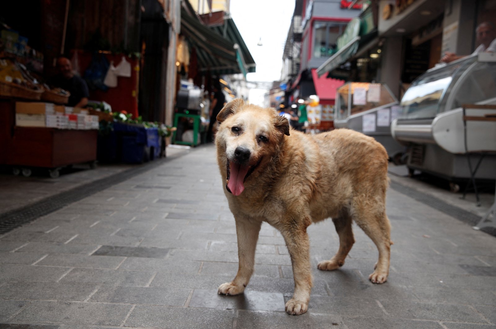 Garip, a stray dog who has been taken care of by the shopkeepers at a local market, is pictured in Istanbul, Türkiye, July 23, 2024. (Reuters Photo)