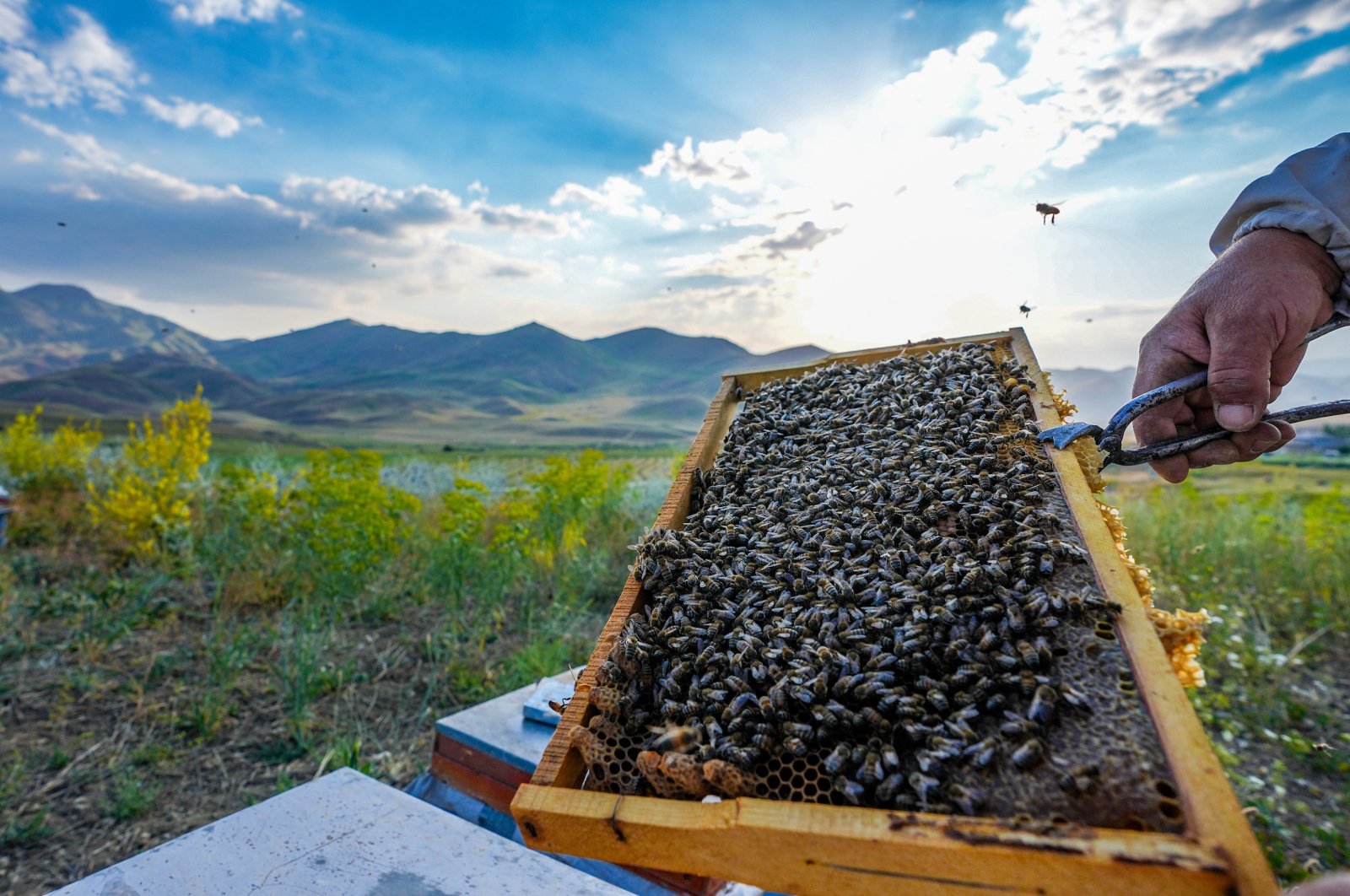 A beekeeper holds a honeycomb full of bees on Faraşin Plateau, Şırnak, Türkiye, July 9, 2024. (AA Photo)