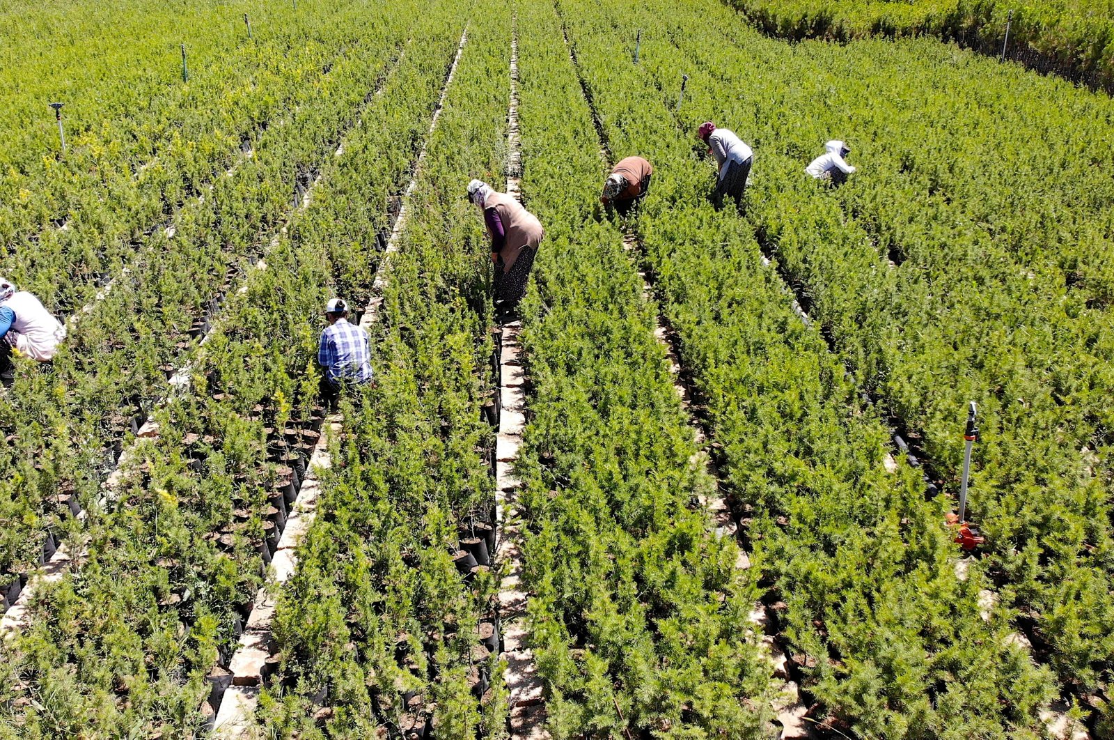 Nurseries work on growing seedlings for farms, Kahramanmaraş, Türkiye, July 2, 2024. (AA Photo)