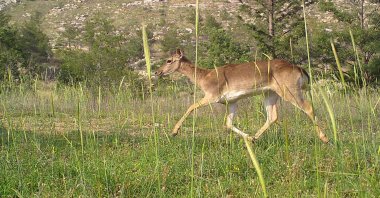 A gazelle returning back to wildlife is captured by a camera trap, Manavgat, Antalya, southern Türkiye, July 26, 2024. (AA Photo)