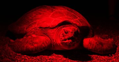 A loggerhead sea turtle (Caretta caretta) is recorded laying eggs on the beach in Kızılot, Manavgat, Antalya, southern Türkiye, July 25, 2024. (AA Photo)