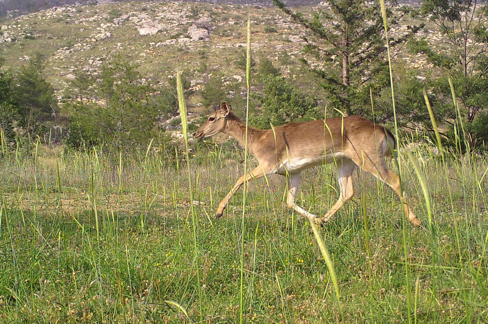 A gazelle returning back to wildlife is captured by a camera trap, Manavgat, Antalya, southern Türkiye, July 26, 2024. (AA Photo)