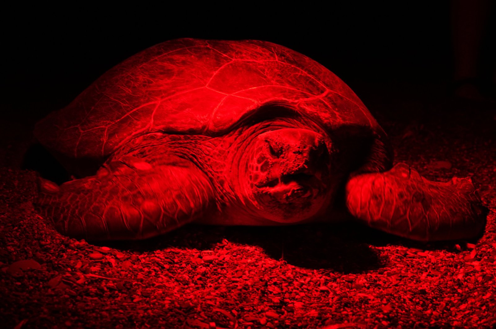 A loggerhead sea turtle (Caretta caretta) is recorded laying eggs on the beach in Kızılot, Manavgat, Antalya, southern Türkiye, July 25, 2024. (AA Photo)