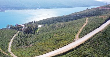 Forests damaged by the wildfires are becoming green again in Muğla, Türkiye, July 28, 2024. (AA Photo)