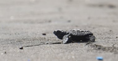 A baby sea turtle tries to enter the sea. (Getty Images Photo) 