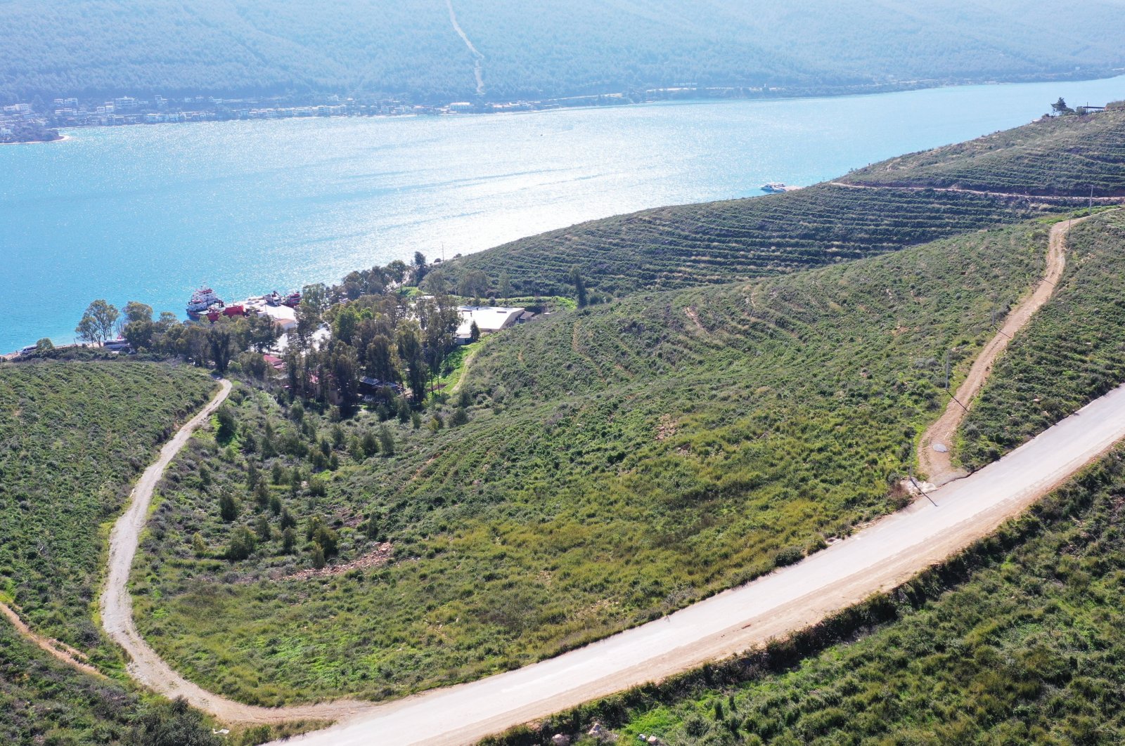 Forests damaged by the wildfires are becoming green again in Muğla, Türkiye, July 28, 2024. (AA Photo)