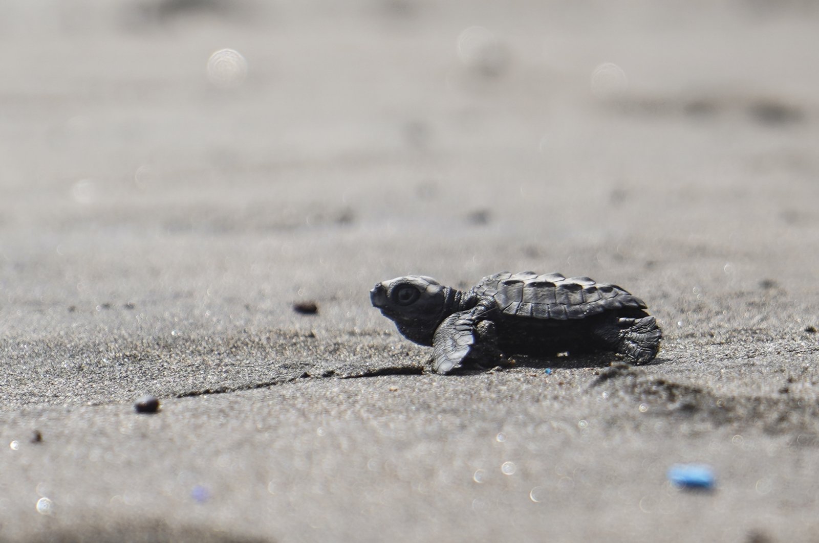 A baby sea turtle tries to enter the sea. (Getty Images Photo) 