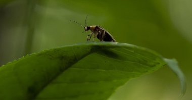 A firefly is visible on a leaf at Cedar Bog Nature Preserve just before sunset, in Urbana, Ohio, U.S., July 5, 2024. (AP Photo)