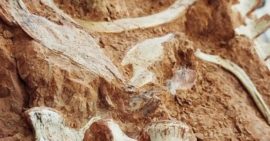 This undated handout picture released by the Federal University of Santa Maria (UFSM), shows part of a dinosaur fossil discovered in Sao Joao do Polesine, Rio Grande do Sul, Brazil, July 18, 2024. (AFP Photo)