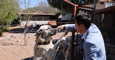 Mayor Acar Ünlü pets a dog at an animal shelter as he calls for mass adoption of stray animals in southern Muğla province, Türkiye, July 29, 2024. (IHA Photo)