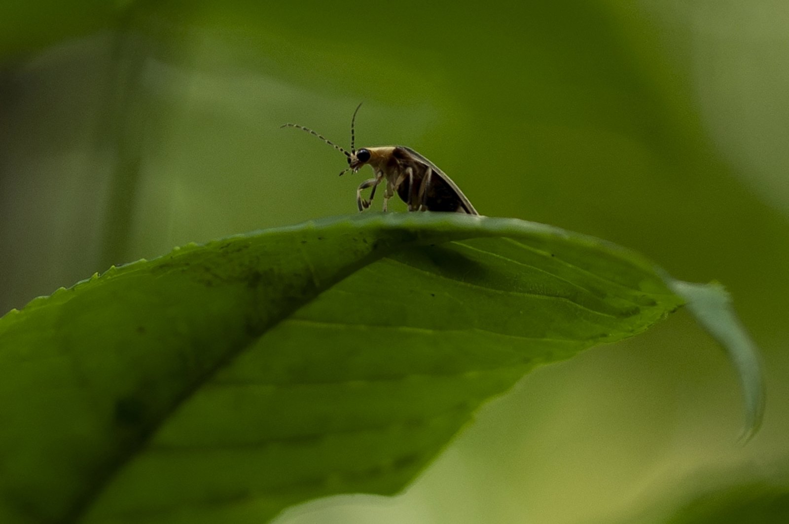 A firefly is visible on a leaf at Cedar Bog Nature Preserve just before sunset, in Urbana, Ohio, U.S., July 5, 2024. (AP Photo)