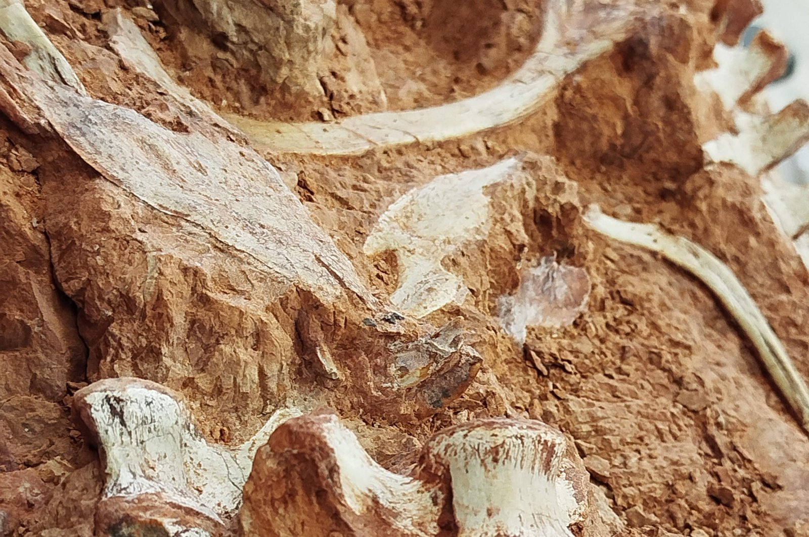 This undated handout picture released by the Federal University of Santa Maria (UFSM), shows part of a dinosaur fossil discovered in Sao Joao do Polesine, Rio Grande do Sul, Brazil, July 18, 2024. (AFP Photo)