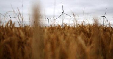 Wind turbines stand on a wind farm in Biggleswade, Britain, July 25, 2024. (EPA Photo)
