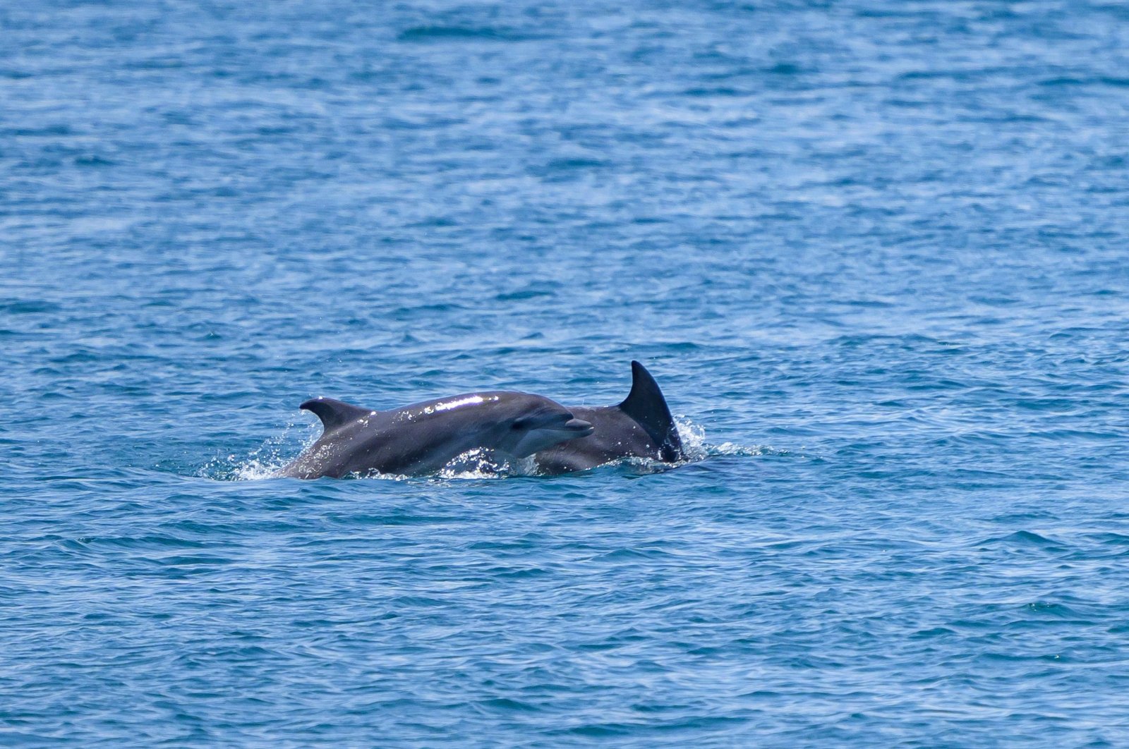 Dolphins swim in the Bosporus near Istanbul, Türkiye, July 24, 2024. (AFP Photo)