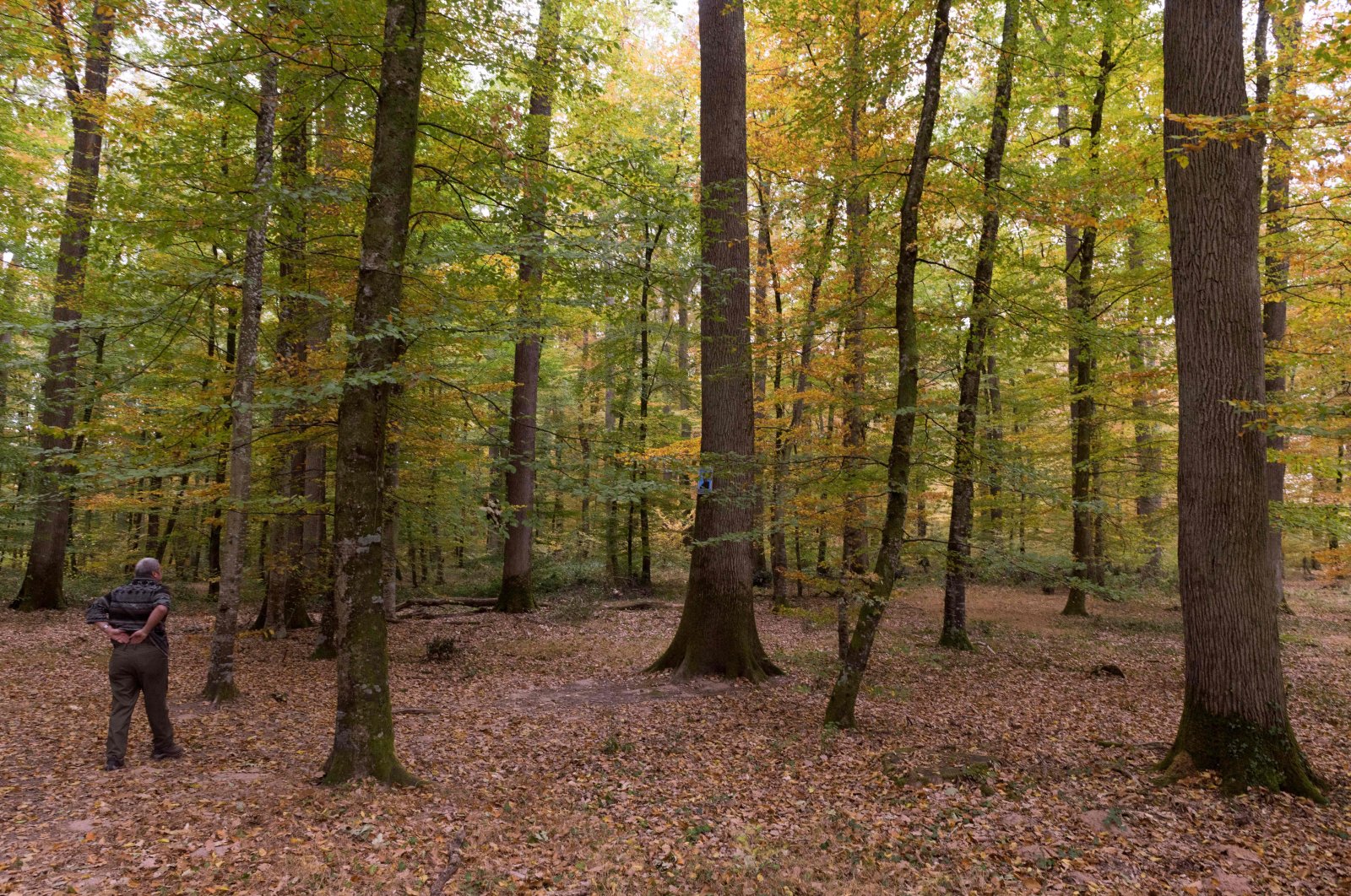 A man walks among trees during a demonstration in Saint-Bonnet-Troncais, France, Oct. 25, 2018. (AFP Photo)