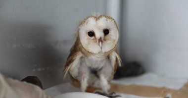 A barn owl receives treatment at the first aid unit in Kızılırmak Delta Bird Paradise, Samsun, northern Türkiye, July 30, 2024. (AA Photo)