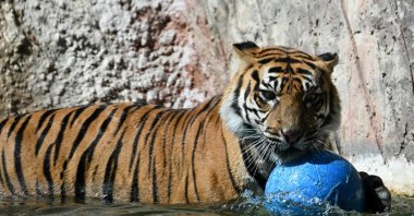 A tiger plays in the water at Rome's Bioparco zoo as a blistering heat wave sweeps through Italy, July 29, 2024. (AFP Photo)
