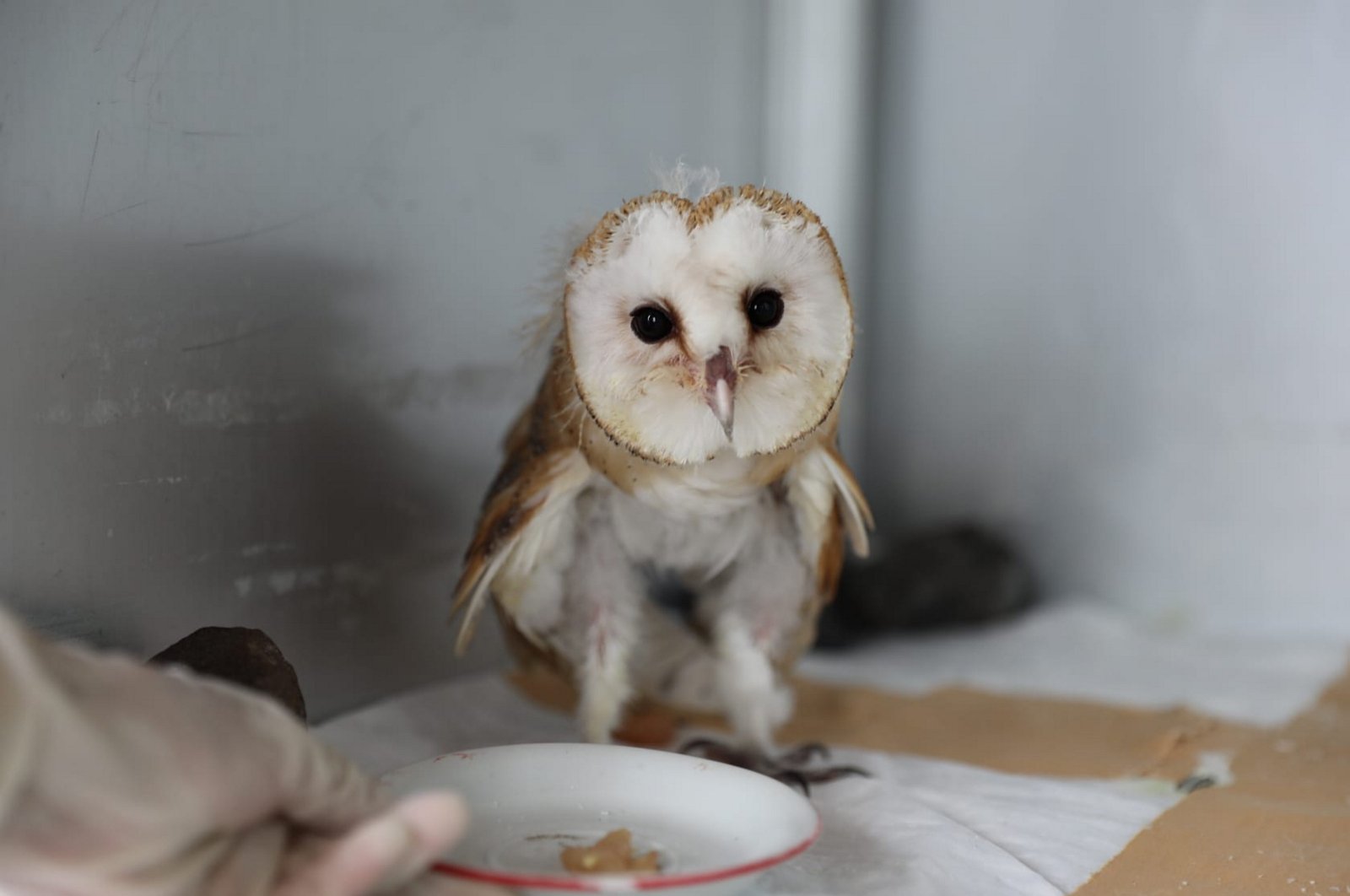 A barn owl receives treatment at the first aid unit in Kızılırmak Delta Bird Paradise, Samsun, northern Türkiye, July 30, 2024. (AA Photo)