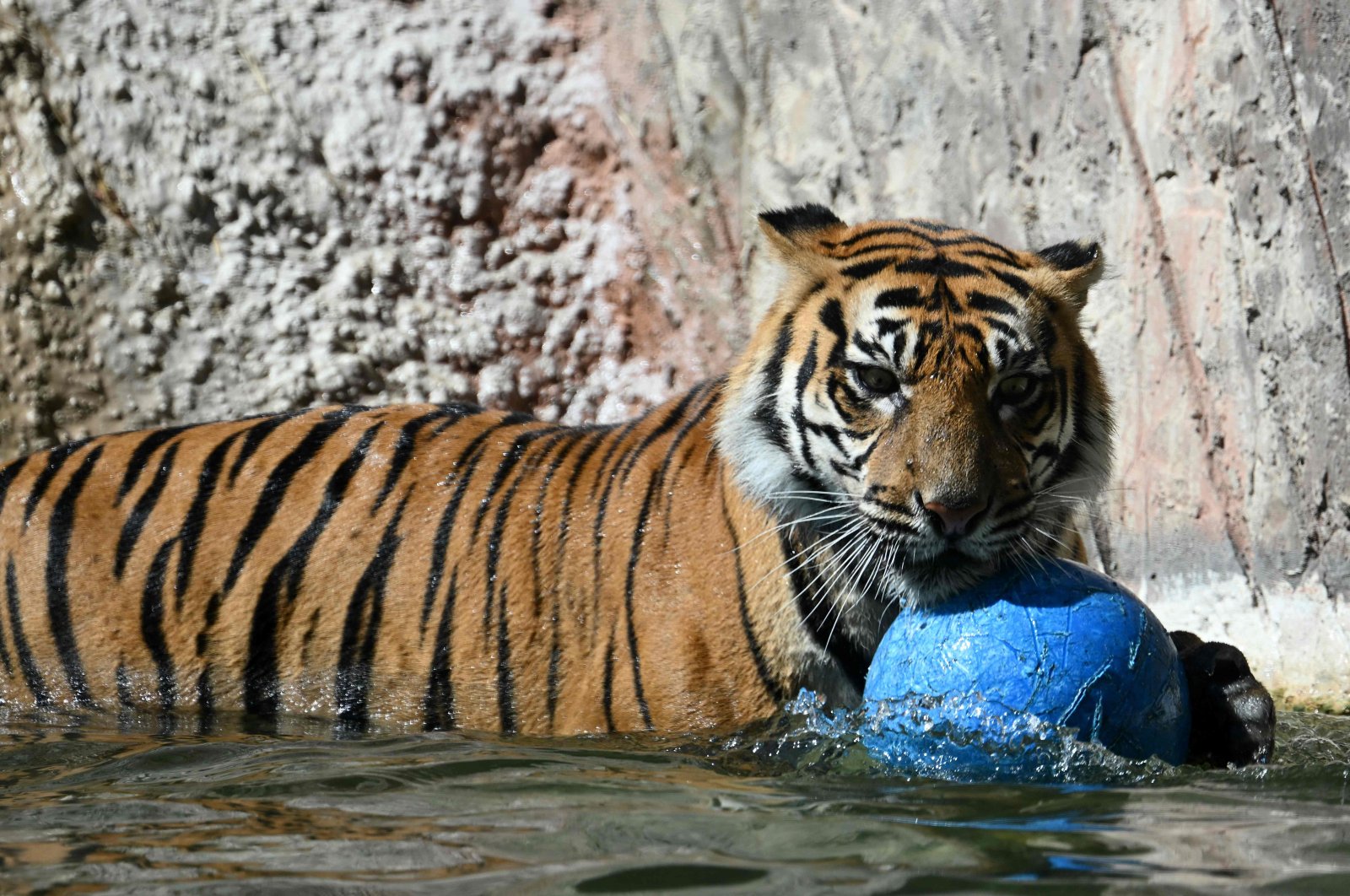 A tiger plays in the water at Rome&#039;s Bioparco zoo as a blistering heat wave sweeps through Italy, July 29, 2024. (AFP Photo)